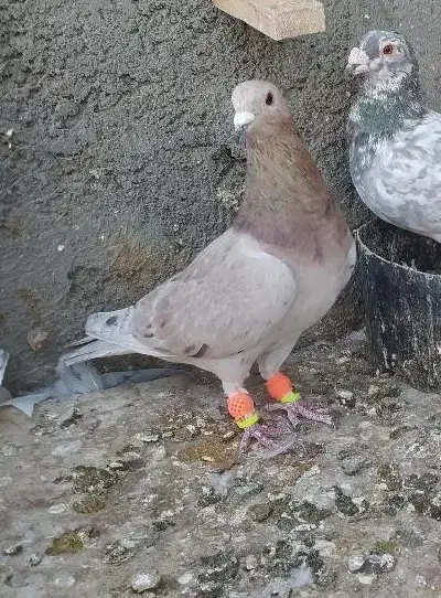 کبوتر|پرنده|سبزوار, توحیدشهر|دیوار