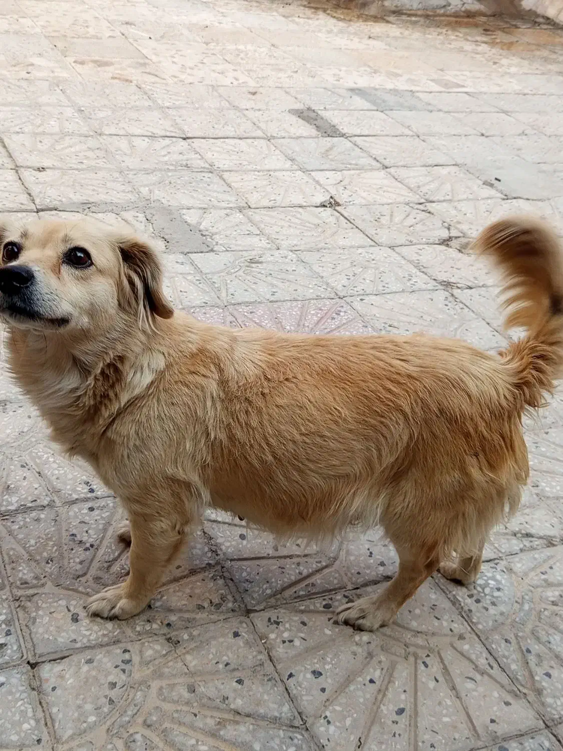 پامرین یک ساله|سگ|نهاوند, |دیوار