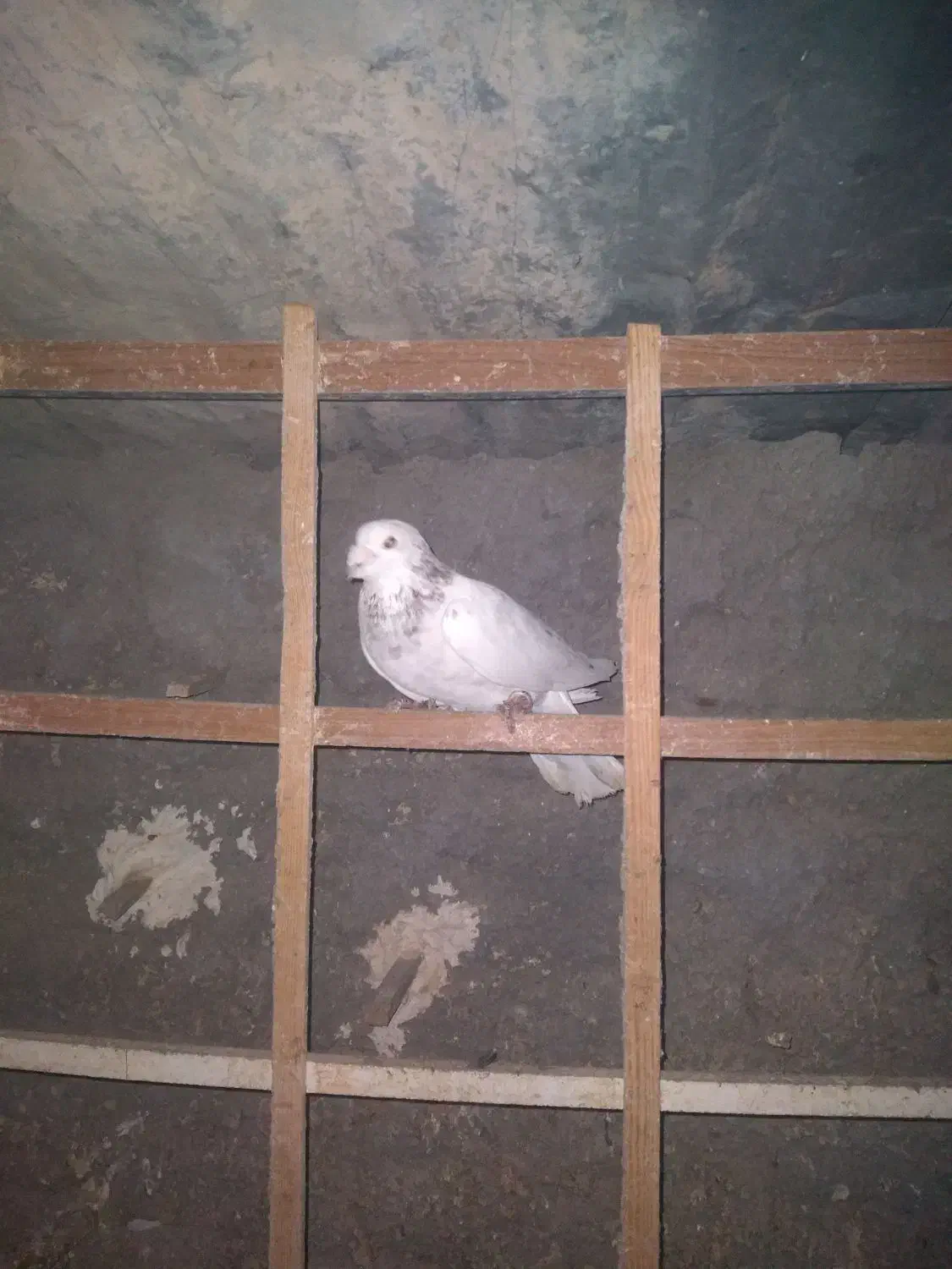 ۲تاکبوترپرشی|پرنده|آشخانه, |دیوار