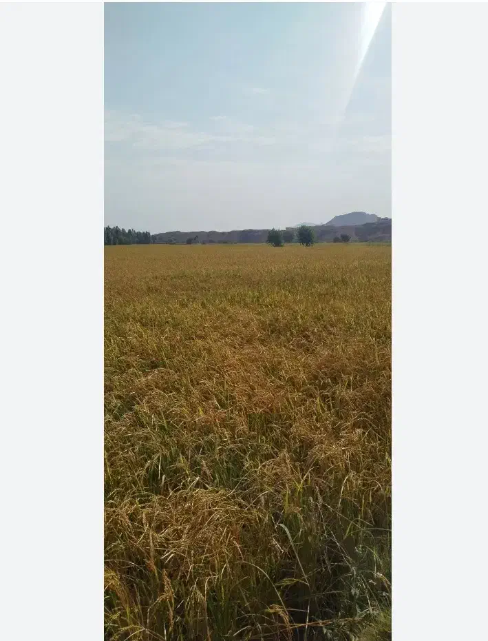 چلتوک برج لنجان|خوردنی و آشامیدنی|مبارکه, |دیوار