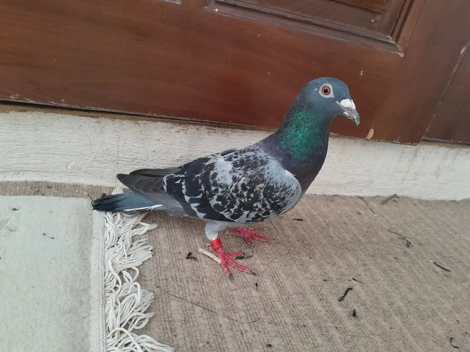 یک دانه کفتر زیبا|پرنده|مشهد, بهمن|دیوار