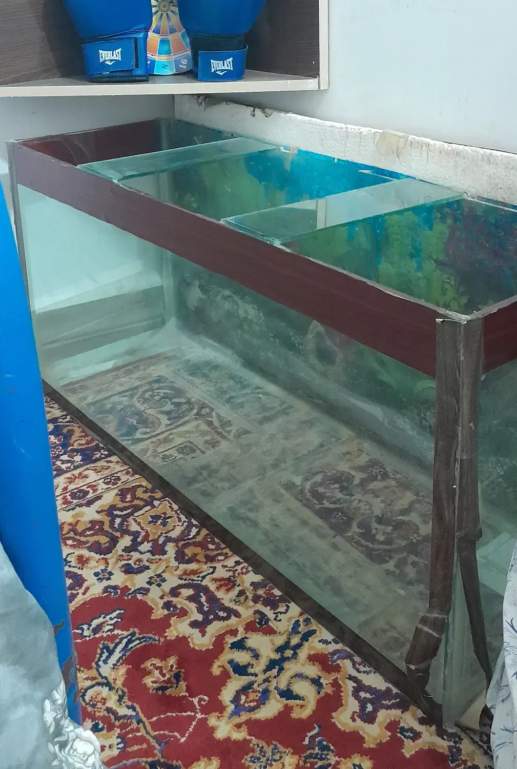 اکواریم|ماهی|زابل, |دیوار