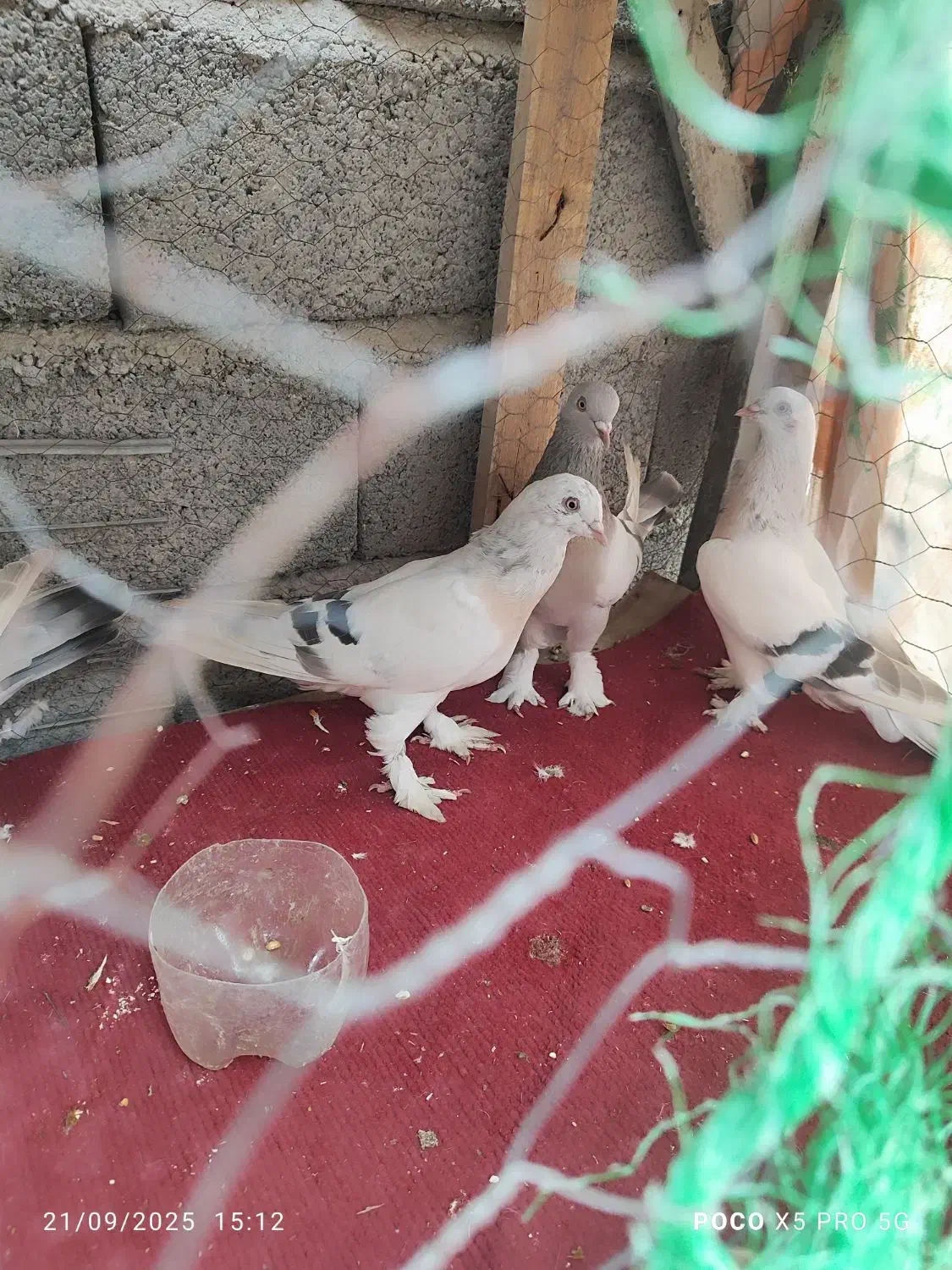 کبوتر ترکی مفقودی|پرنده|بند زرک, |دیوار