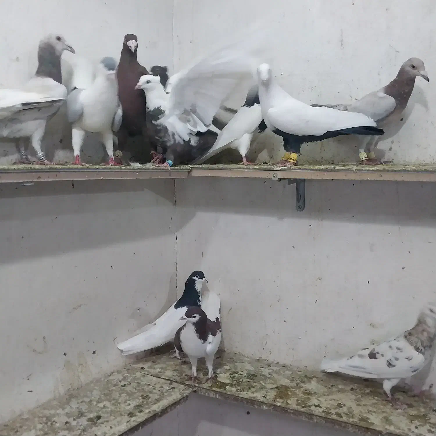 کبوتر رنگی|پرنده|اسفرورین, |دیوار