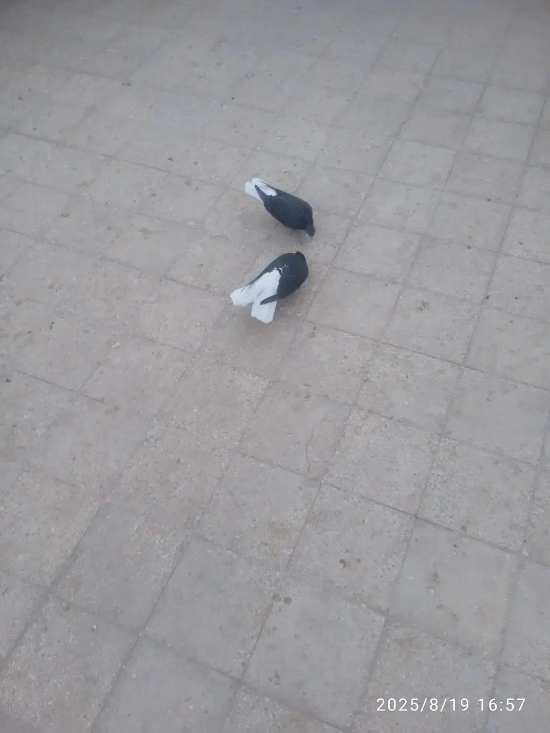 کبوتر|پرنده|اقبالیه, |دیوار