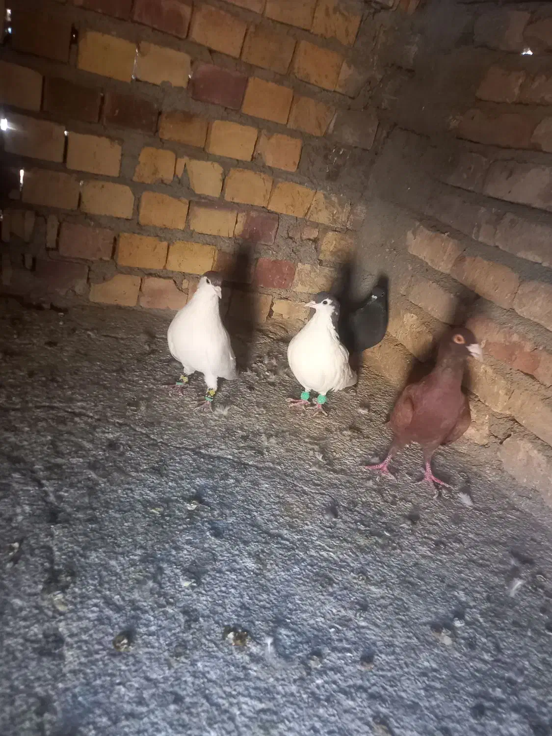 پرشی|پرنده|قائن, |دیوار