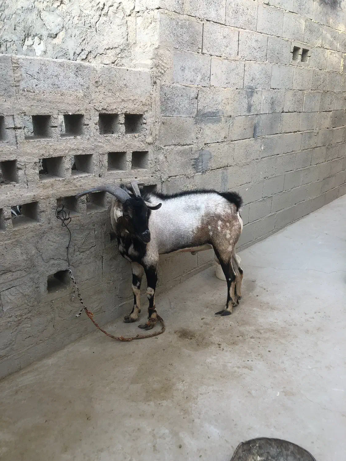 فروش نری دو رگه پازن|حیوانات مزرعه|بندرعباس, |دیوار