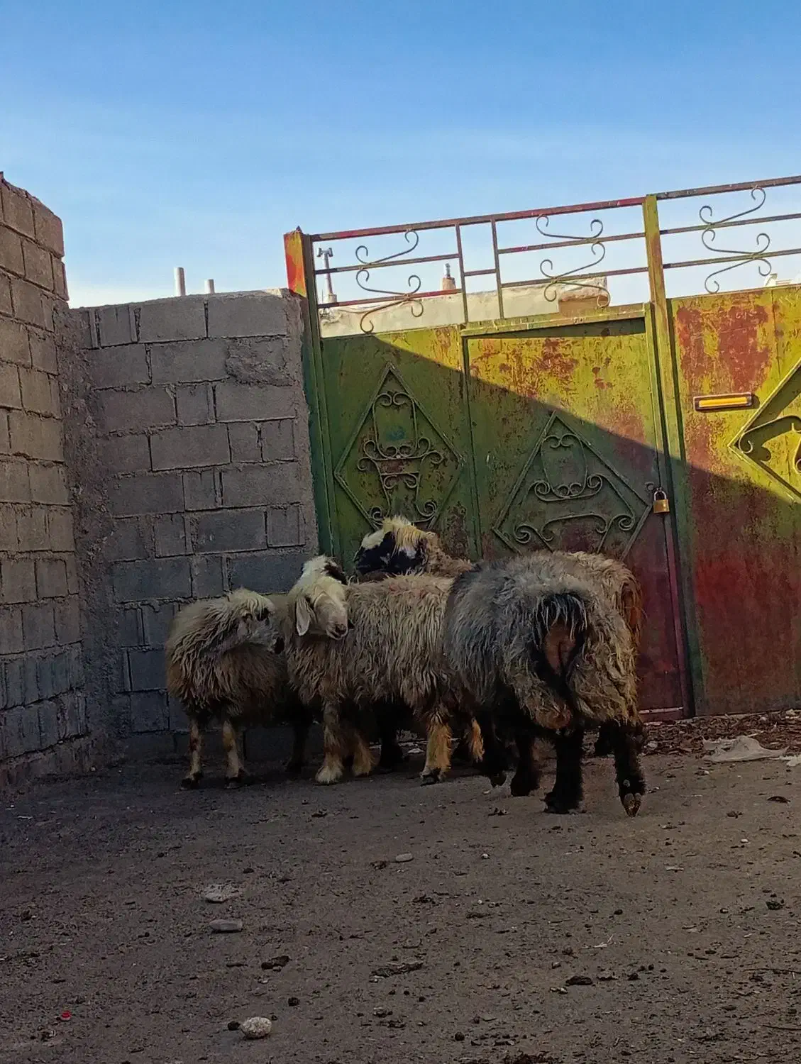 ۵راس شیشک میش بختیاری|حیوانات مزرعه|شیراز, محمدیه|دیوار