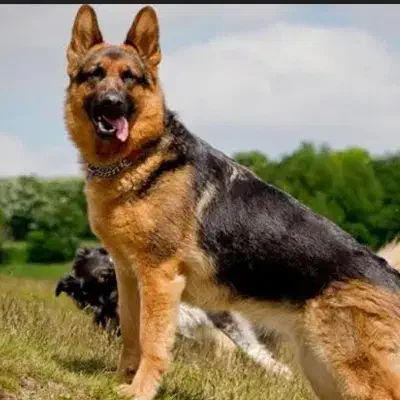 ژرمن|سگ|رشت, فلسطین|دیوار