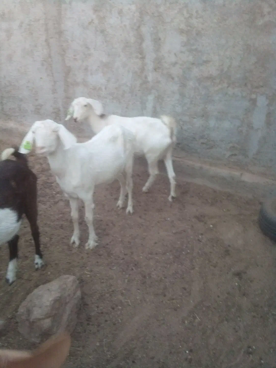 بز از نژاد چهارقلو|حیوانات مزرعه|اردکان, |دیوار