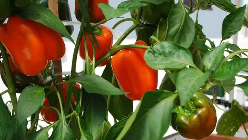 کار در گلخونه|خدمات باغبانی و درختکاری|دهق, |دیوار