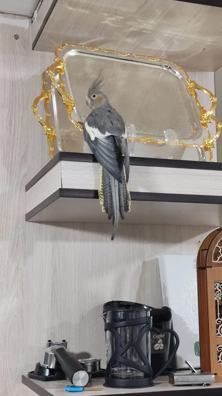 ماده سینامون اماده|پرنده|محمدیه-قزوین, |دیوار