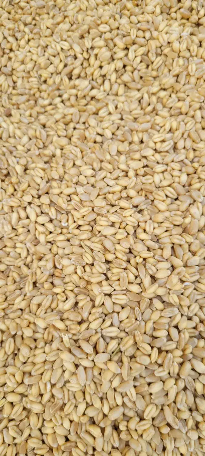 ۱۰تن گندم ابی بذری|خدمات باغبانی و درختکاری|بروجرد, |دیوار