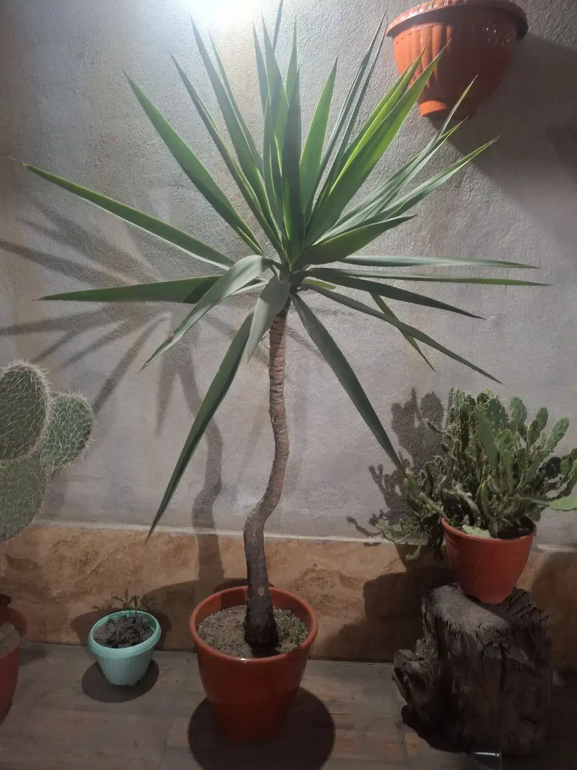 گل یوکا|گل و گیاه طبیعی|گرگان, |دیوار