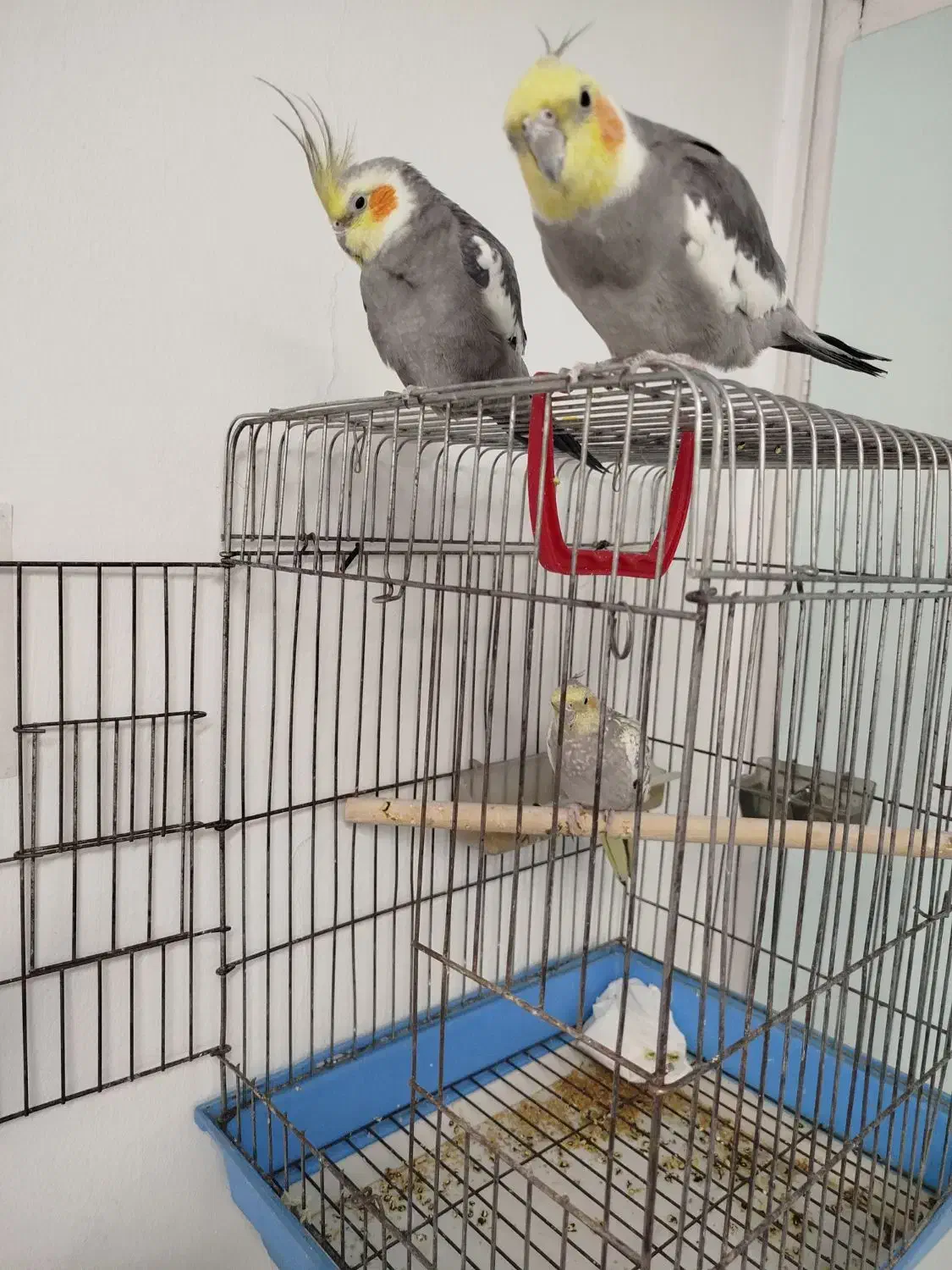 عروس هلندی|پرنده|احمدآبادمستوفی, |دیوار