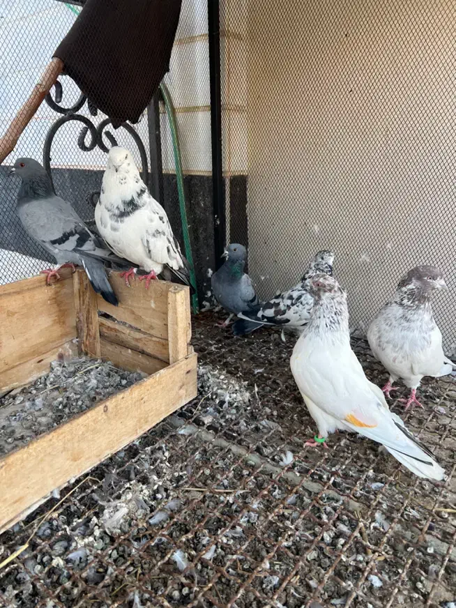 چند تا کفتر|پرنده|جلفا, |دیوار