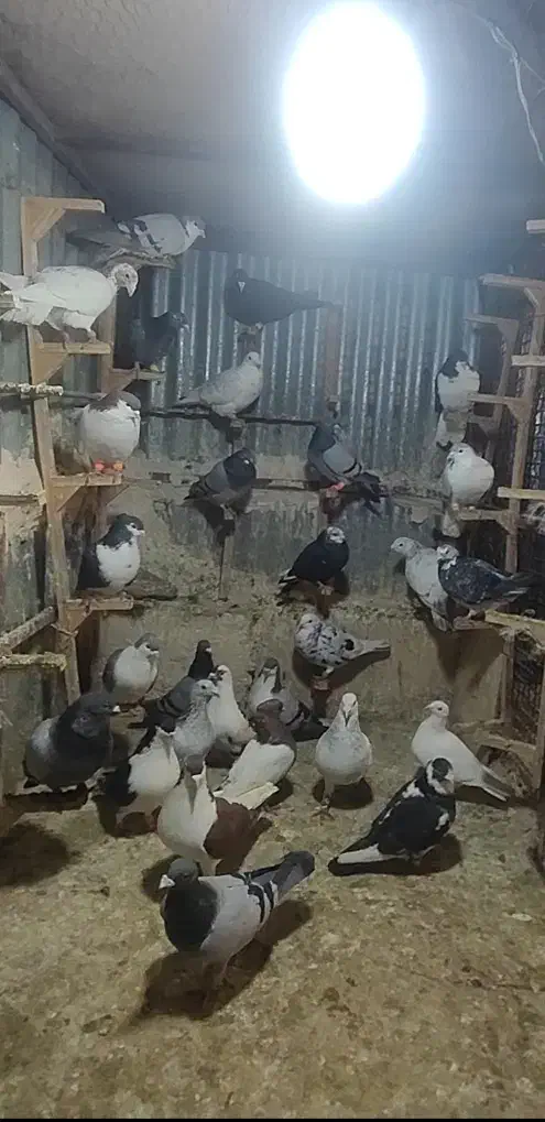 کفتر پرشی بوم|پرنده|مشهد, کوشش|دیوار