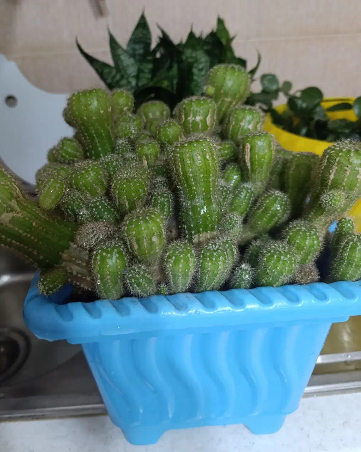 کاکتوس|گل و گیاه طبیعی|کرج, حیدرآباد|دیوار