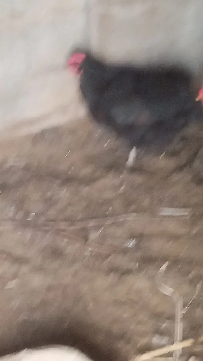 مرغ تخمی|حیوانات مزرعه|نهبندان, |دیوار