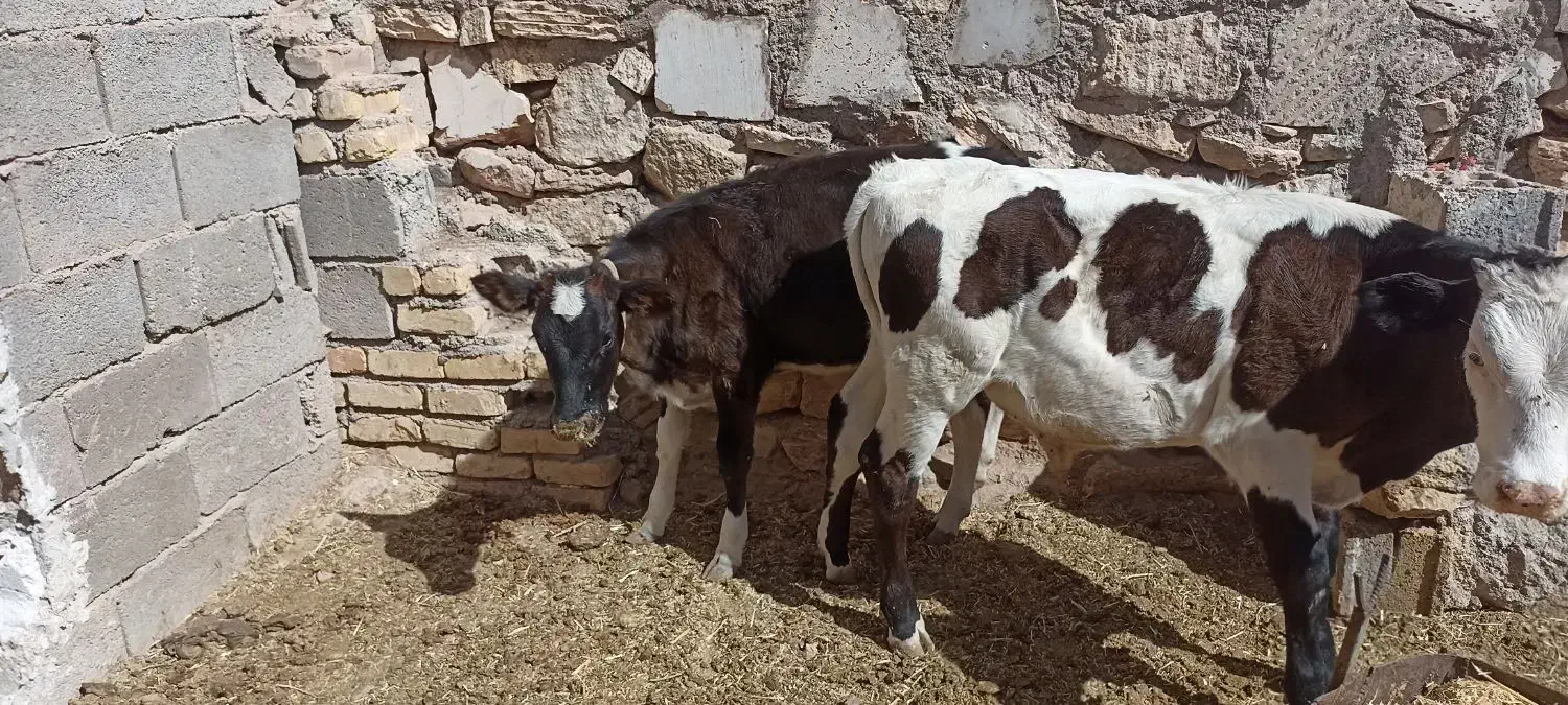 گوساله سیمینتال .|حیوانات مزرعه|اصفهان, شهرستان|دیوار