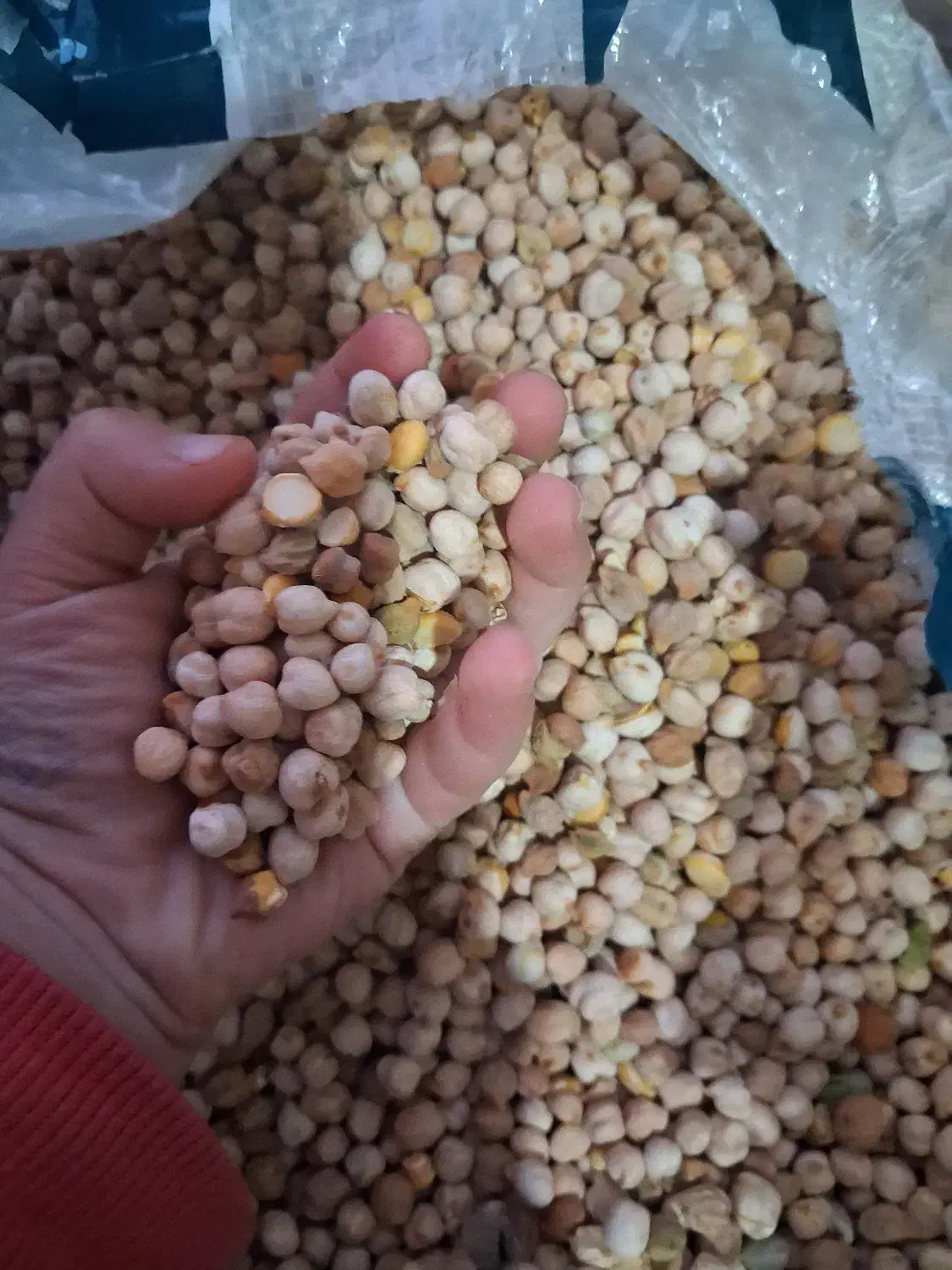 نخود ریز مخصوص فلافل نصف قیمت|خوردنی و آشامیدنی|تاکستان, |دیوار