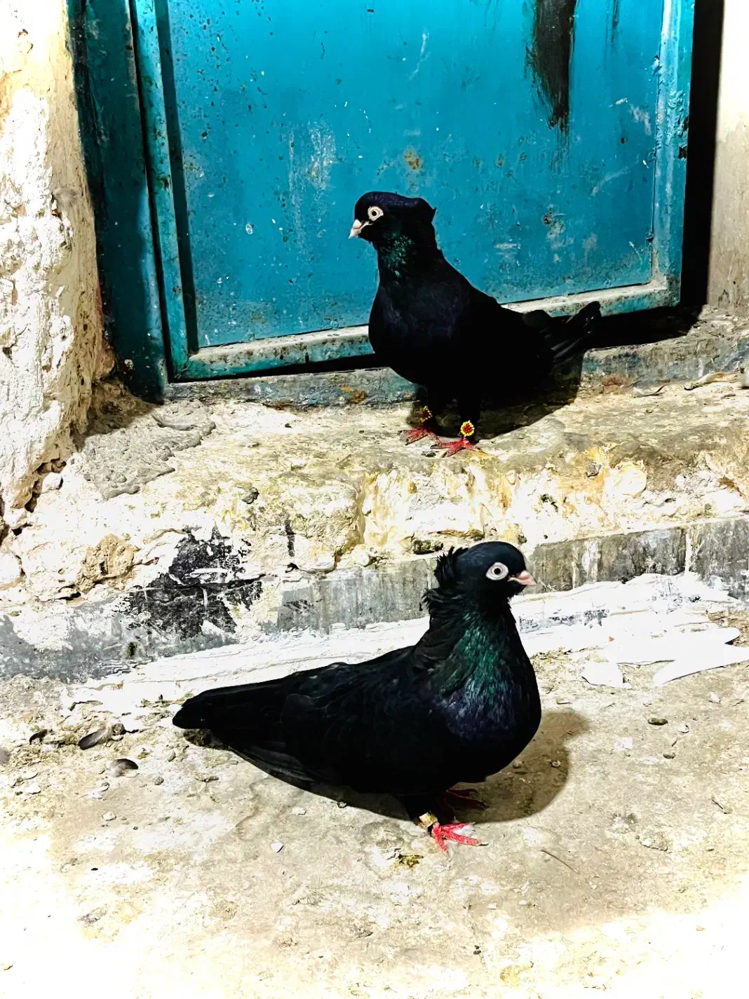 کفتر زاغ|پرنده|ساری, |دیوار