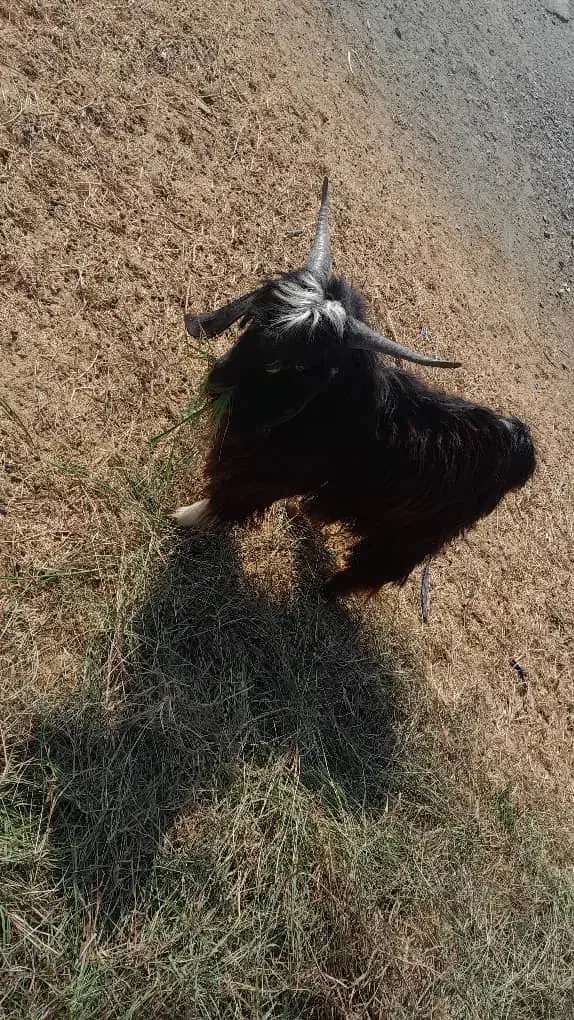 نری سالم کمتر از یک سال هستن چاق و سرحال|حیوانات مزرعه|آسمینون, |دیوار