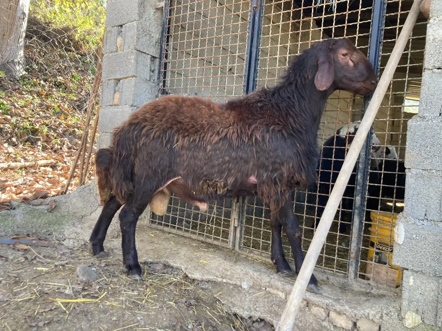 شیشک قوچ همو ( ژن  چند قلوزا )|حیوانات مزرعه|پایین هولار, |دیوار