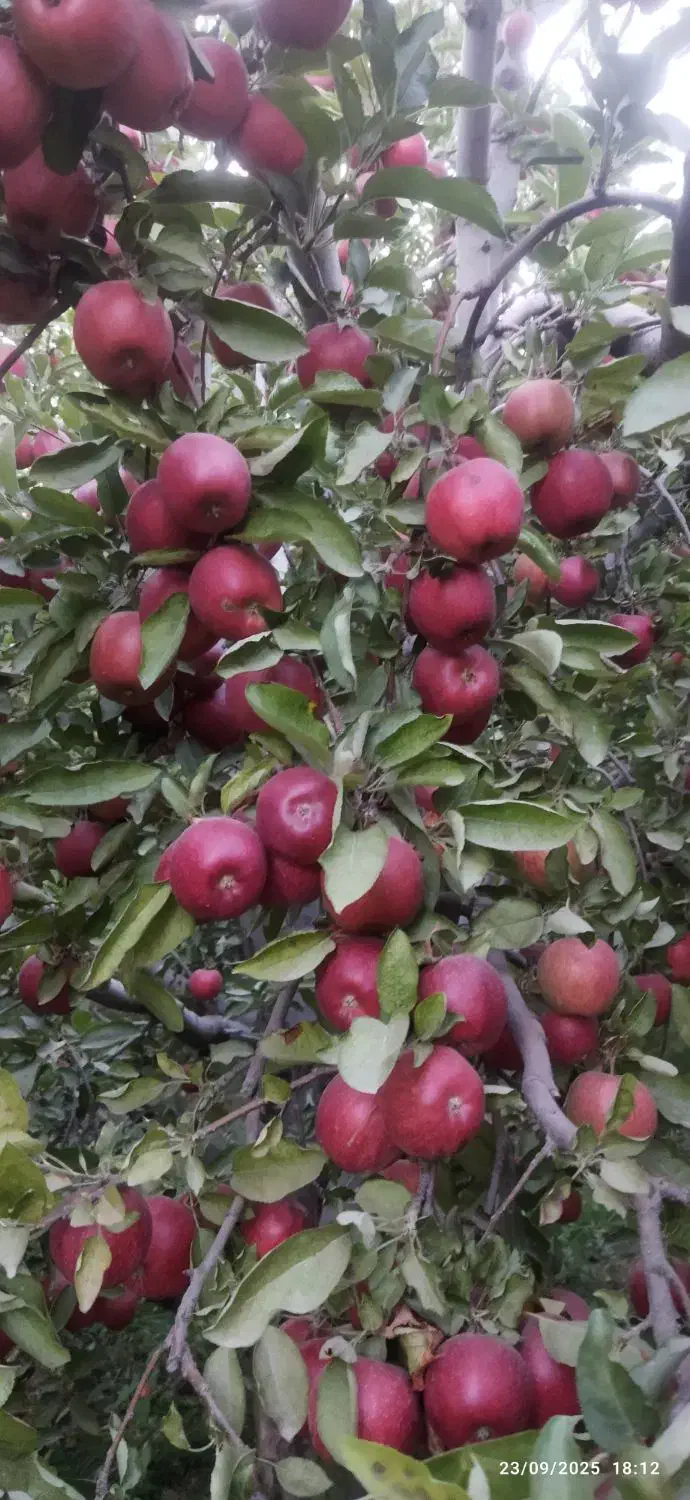 سیب قرمز درجه یک|خوردنی و آشامیدنی|نوشین شهر, |دیوار