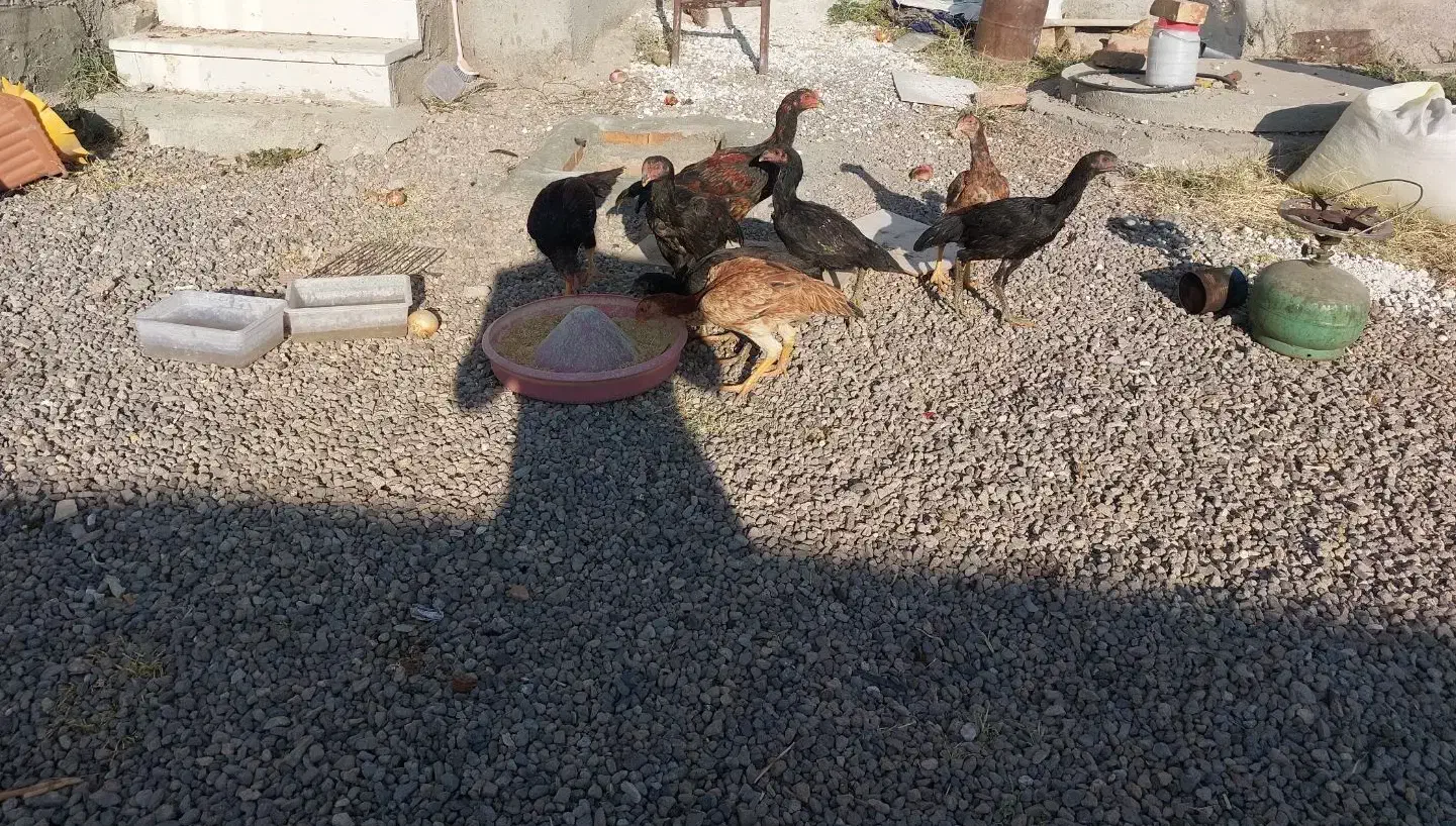 مرغ لاری|حیوانات مزرعه|تیکمه داش, |دیوار