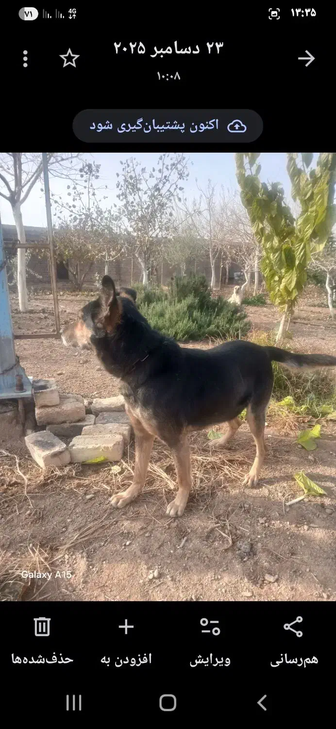 سگ ژرمن|سگ|ساوه, |دیوار