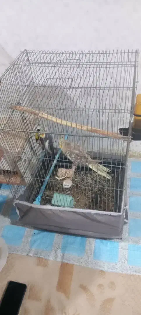 عروس هلندی|پرنده|خرمشهر, |دیوار