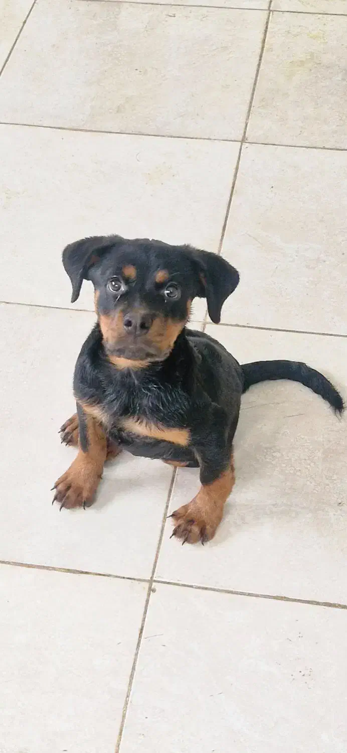 توله روتوایلر دوماهه ماده|سگ|تهران, ونک|دیوار