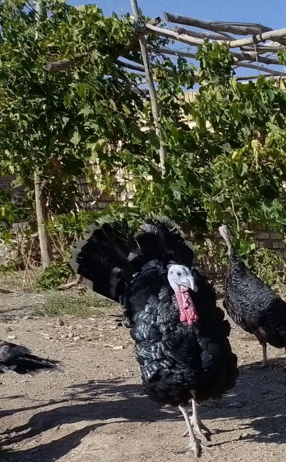 بوقلمون چاق و ارگانیک برنزسینه پهن|حیوانات مزرعه|ابهر, |دیوار