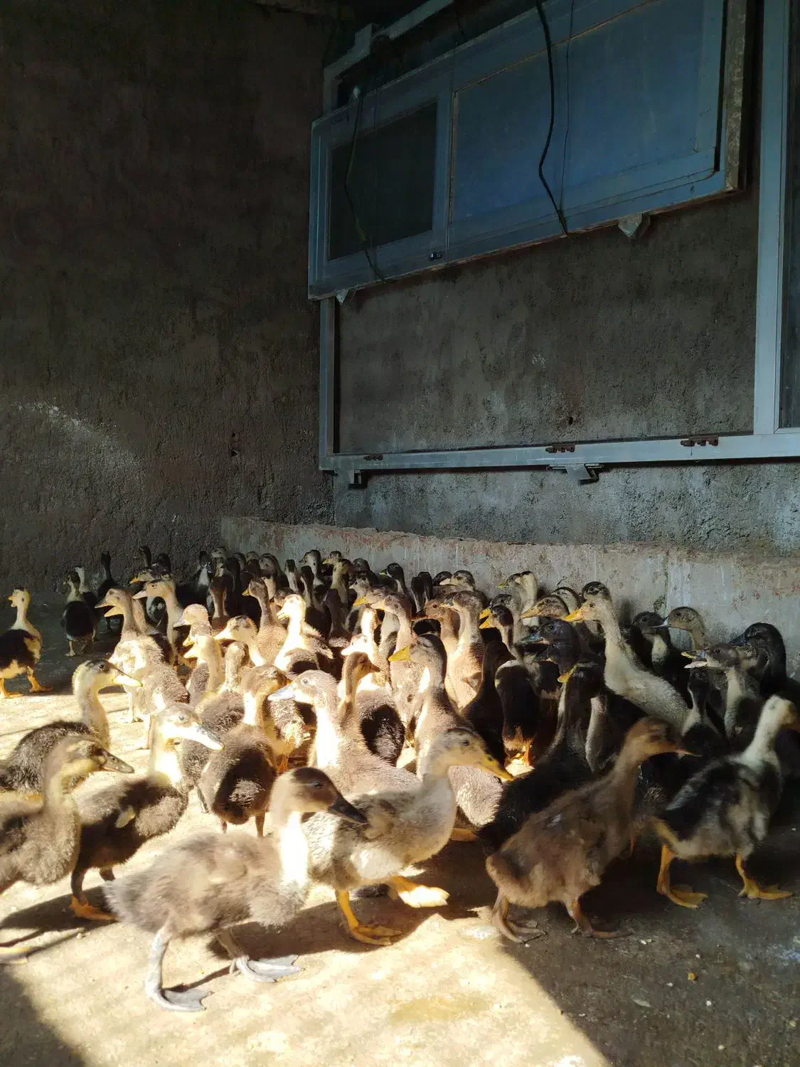 جوجه اردک اسراییلی 40 روزه|حیوانات مزرعه|بهشهر, |دیوار