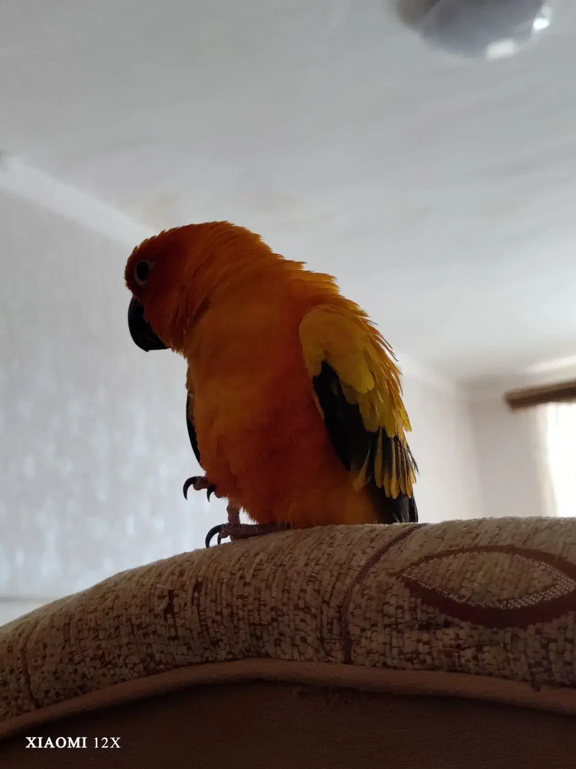 طوطی خورشیدی|پرنده|کرمان, |دیوار