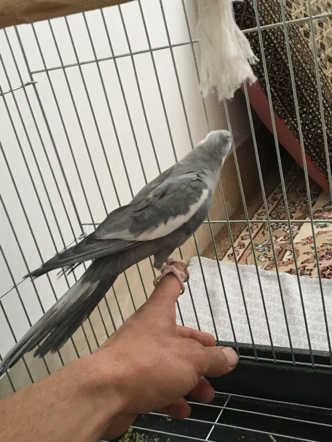 عروس هلندی|پرنده|خمین, |دیوار