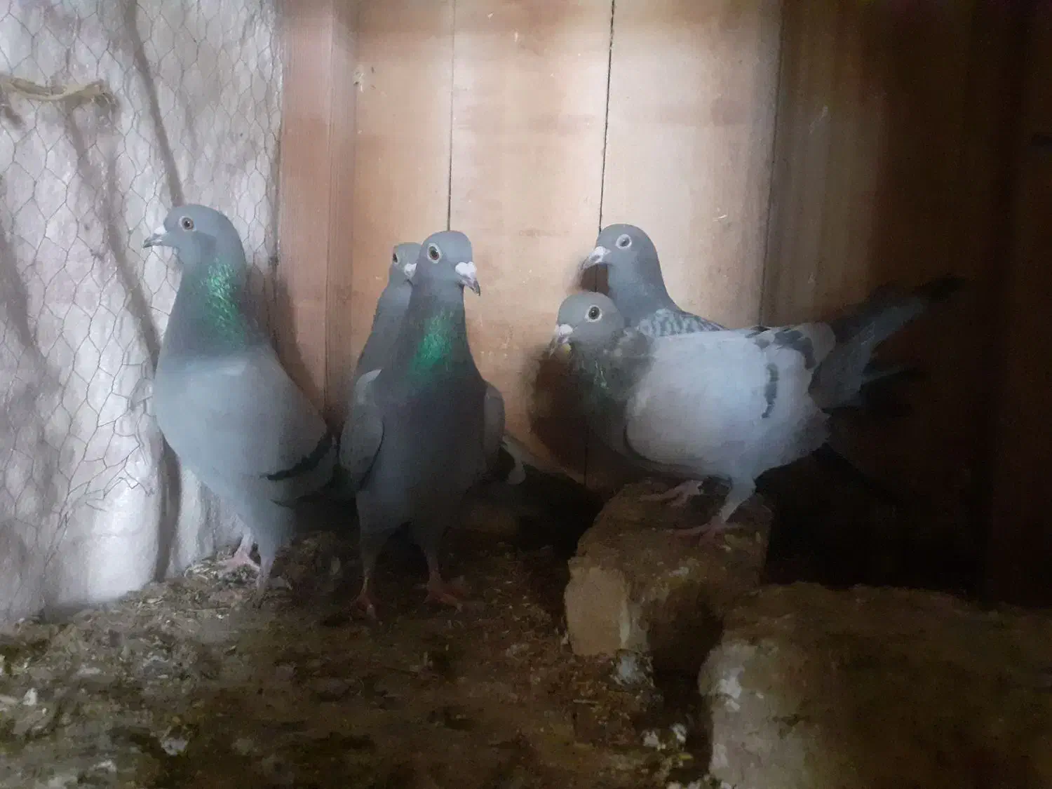 آلمانی|پرنده|شاهرود, |دیوار