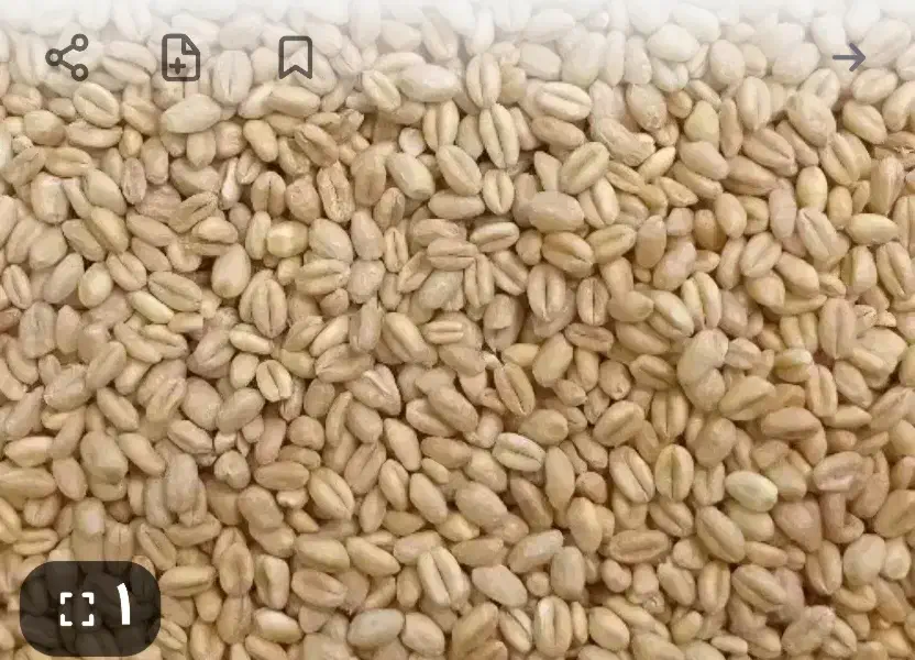 فروش حدود ۲۰۰ کیلو گندم افتاب|خدمات باغبانی و درختکاری|شبانکاره, |دیوار