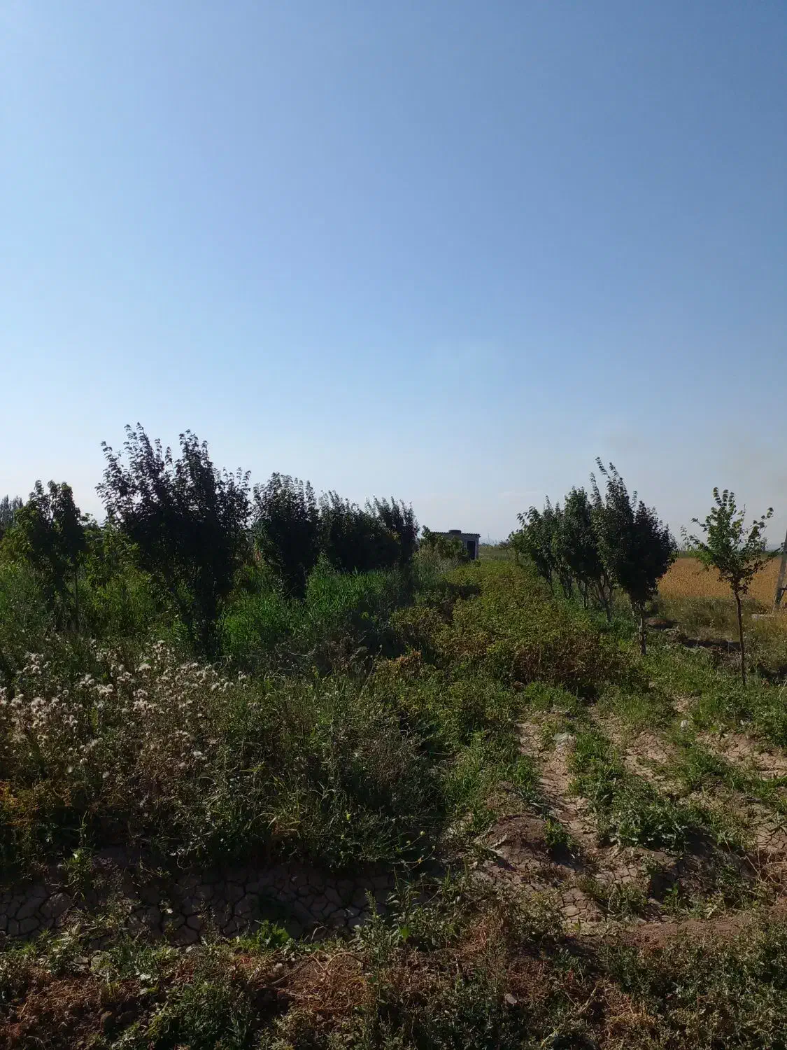 زمین باغ گیلانده|فروش دفتر صنعتی، کشاورزی، تجاری|اردبیل, |دیوار