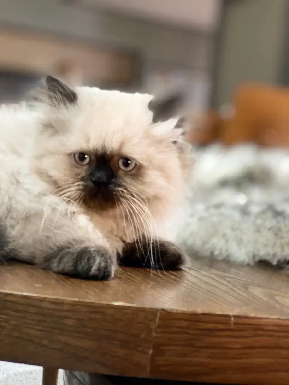 فروش1 بچه گربه اسکاتیش هیمالین اصیل و سالم ماده|گربه|کرمان, |دیوار