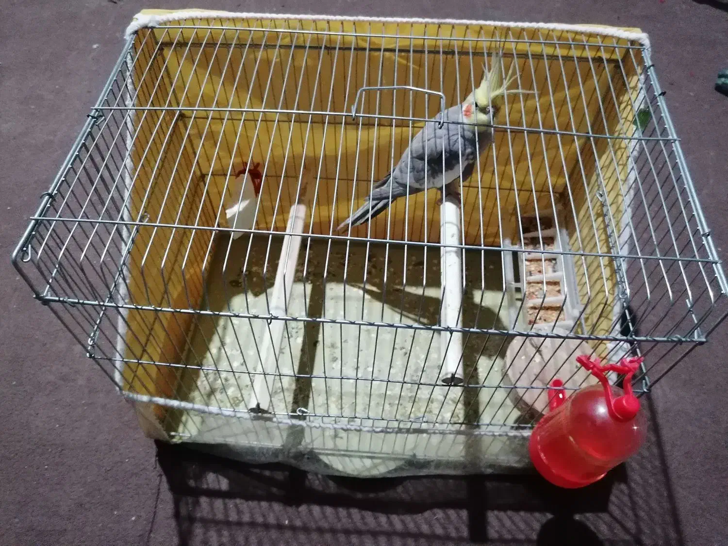 عروس هلندی نر دستی|پرنده|فیروزآباد (فارس), |دیوار