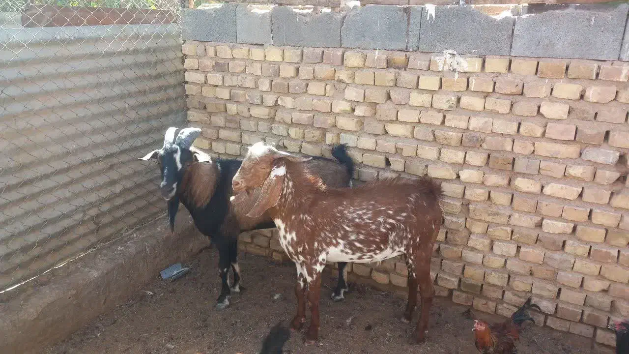 دوعدد چپش یکی امریکای ویکی دورگ الپال|حیوانات مزرعه|اردکان, |دیوار