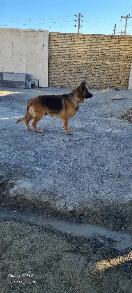 فروش سگ|سگ|مشهد, ویلاشهر|دیوار