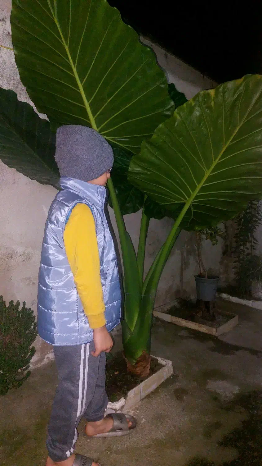 فروش گل بابا آدم|گل و گیاه طبیعی|رشت, ولکس|دیوار