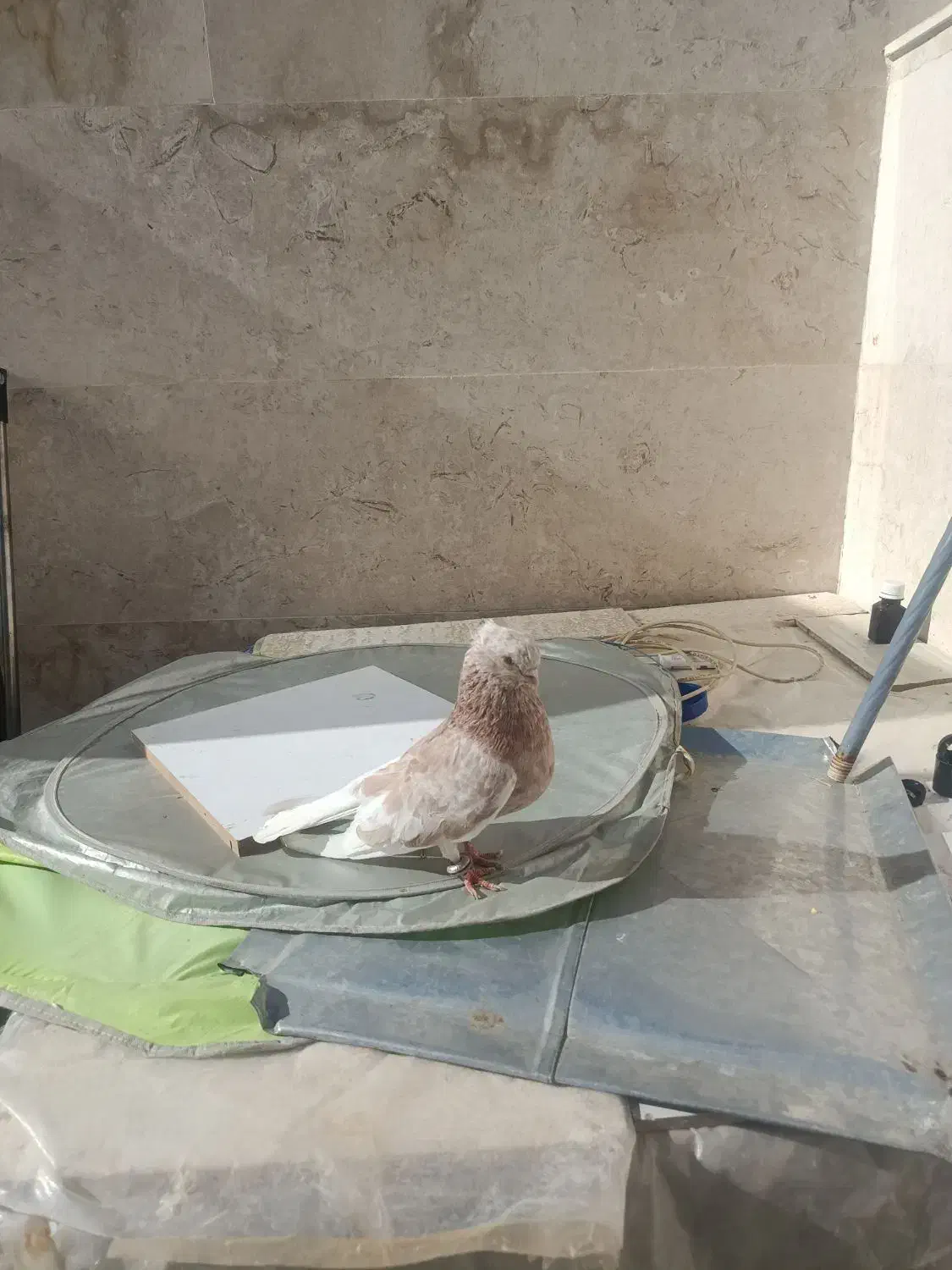 کبوتر|پرنده|شاهرود, |دیوار