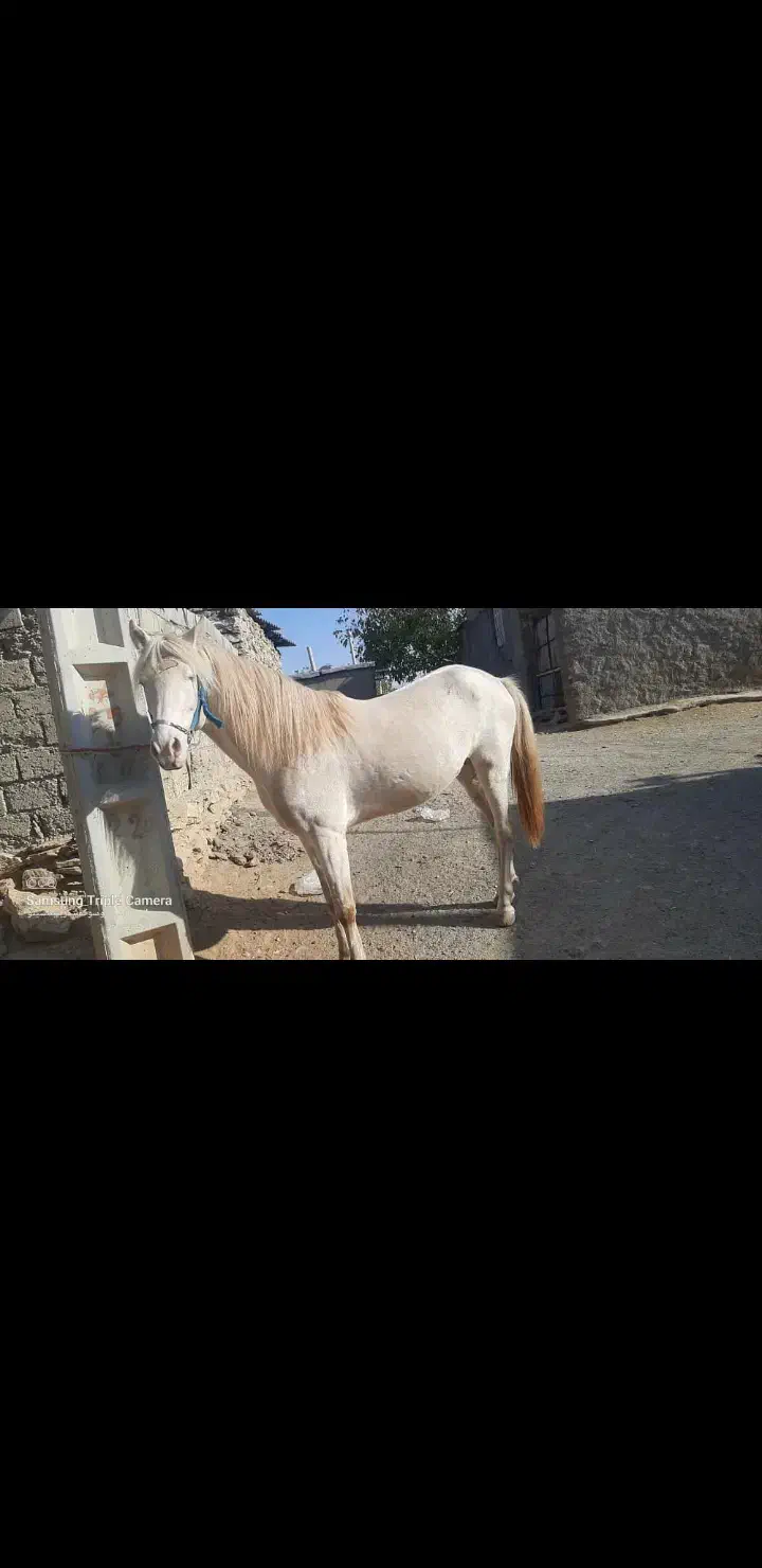 اسب یوغه|اسب و تجهیزات اسبسواری|خاو و میرآباد, |دیوار