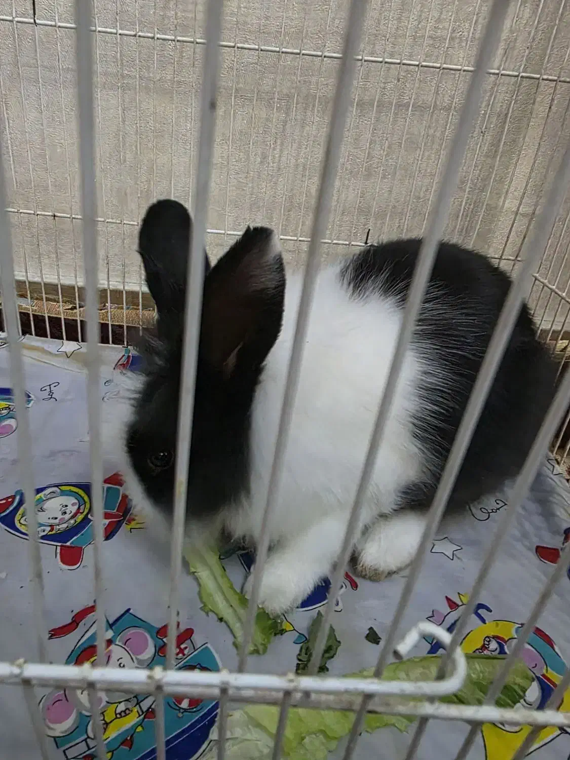 خرگوش|موش و خرگوش|فردیس, شهرک شهید حسینی|دیوار