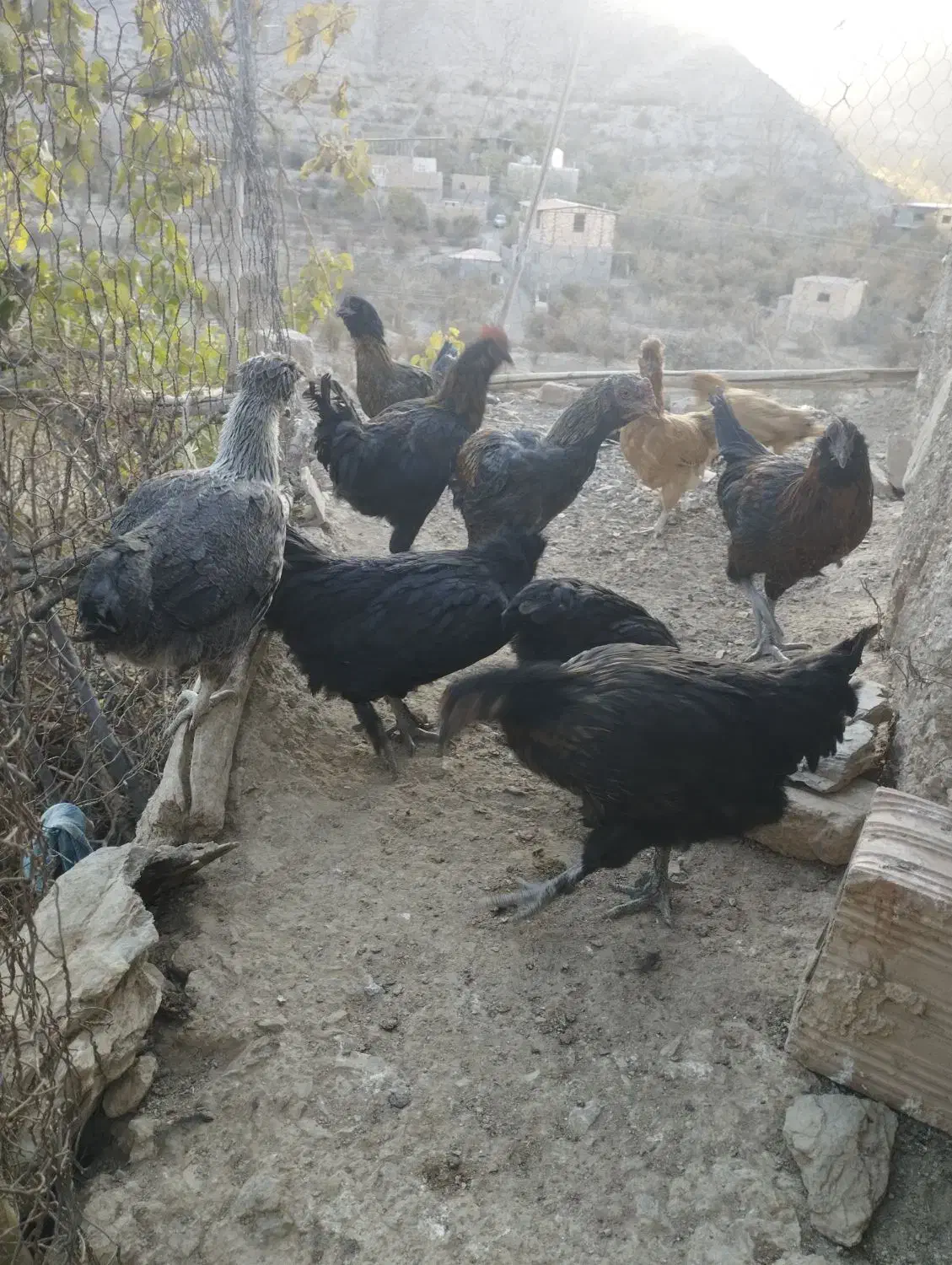 بلدرچین بزرگ و جوجه مرغ|پرنده|درمیان, |دیوار