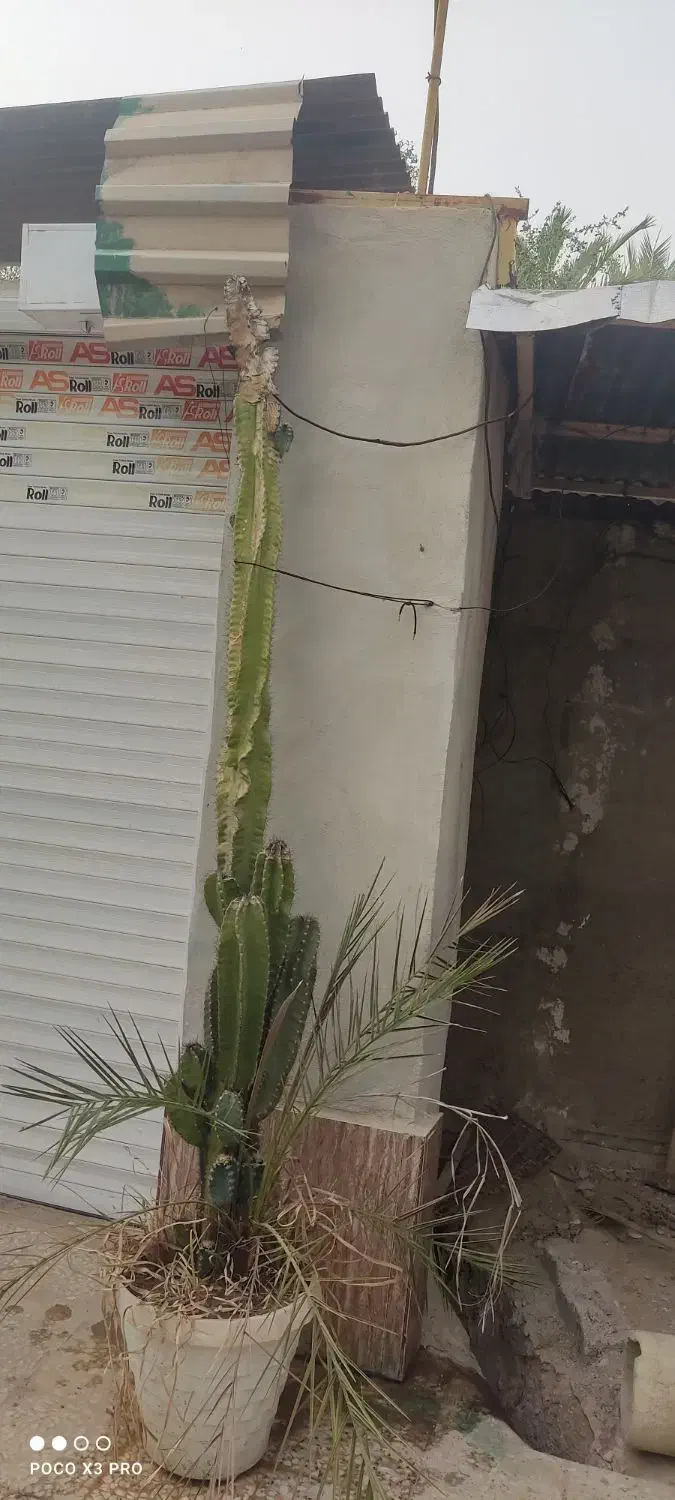 کاکتوس|گل و گیاه طبیعی|برازجان, |دیوار